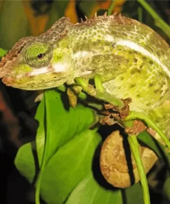 Nadzikambia Diamond Painting