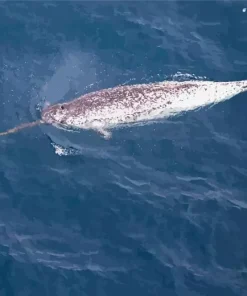Narwhal Animal Diamond Painting