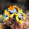 Nudibranch Animal Diamond Painting