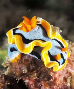 Nudibranch Animal Diamond Painting
