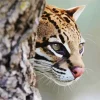 Ocelot Wild Cat Diamond Painting