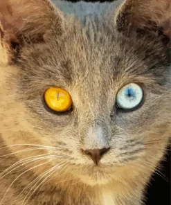 Odd Eyed White Cat Diamond Painting