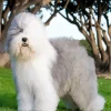 Old English Sheepdog Diamond Painting