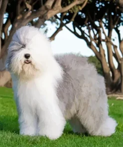 Old English Sheepdog Diamond Painting
