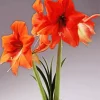 Orange Amaryllis Diamond Painting