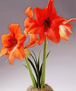 Orange Amaryllis Diamond Painting
