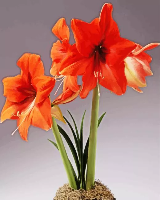 orange amaryllis Diamond Paintings Orange Amaryllis Diamond Painting