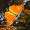 Orange Butterfly Diamond Painting