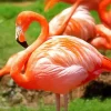 Orange Flamingo Bird Diamond Painting