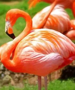Orange Flamingo Bird Diamond Painting