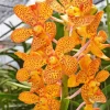 Orange Orchid Flower Diamond Painting