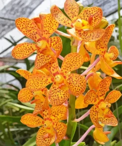 Orange Orchid Flower Diamond Painting