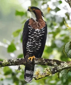 Ornate Hawk Eagle Diamond Painting