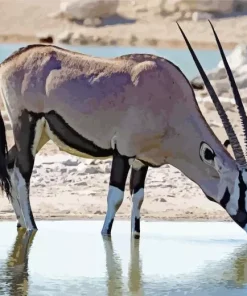 Oryx Animal Diamond Painting