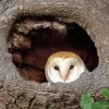 Owl Tree Hole Diamond Painting