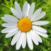 Oxeye Daisy Flowers Diamond Painting
