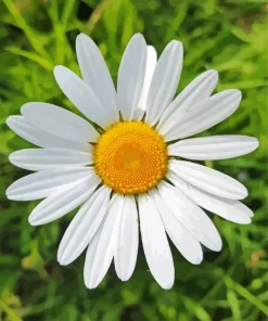 Oxeye Daisy Flowers Diamond Painting