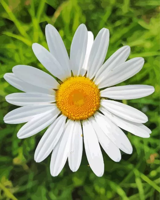 oxeye daisy flowers Diamond Paintings Oxeye Daisy Flowers Diamond Painting