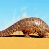Pangolin Animal Diamond Painting