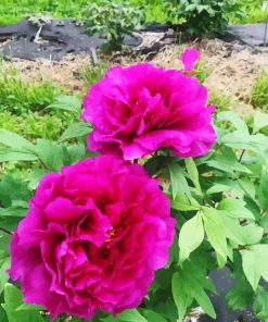 Pink Paeonia Suffruticosa Diamond Painting