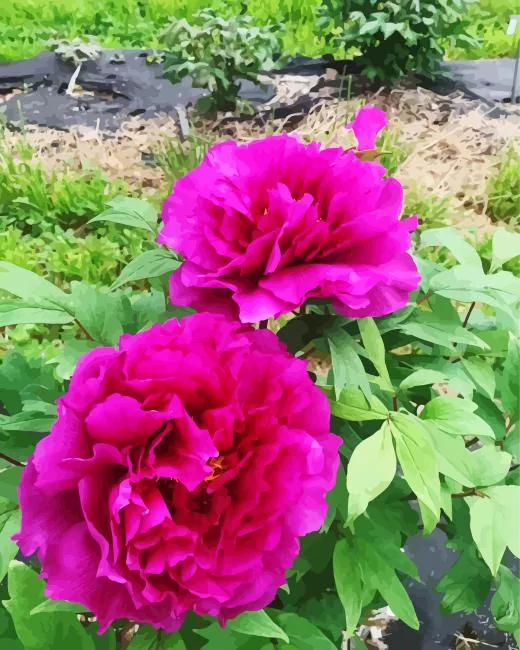 pink paeonia suffruticosa Diamond By Numbers Pink Paeonia Suffruticosa Diamond Painting