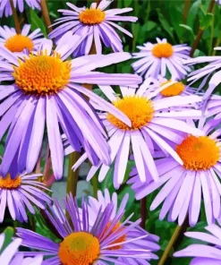 Purple Aster Flowers Diamond Painting