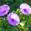 Purple Morning Glories Diamond Painting