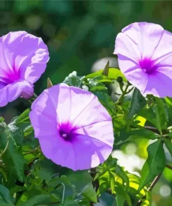 Purple Morning Glories Diamond Painting