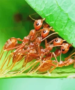 Red Ants Insect Diamond Painting