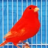 Red Factor Canary Diamond Painting