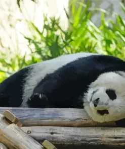 Sad Panda Diamond Painting