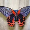 Scarlet Mormon Butterfly Diamond Painting