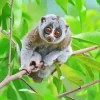 Slow Loris Primate Diamond Painting