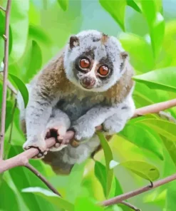 Slow Loris Primate Diamond Painting