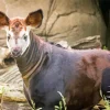 The Okapi Animal Diamond Painting