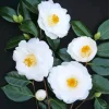 White Camellia Flowers Diamond Painting