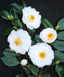 White Camellia Flowers Diamond Painting