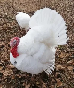 White Holland Turkey Diamond Painting