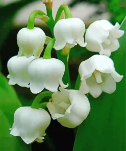White Lily Of The Valley Diamond Painting