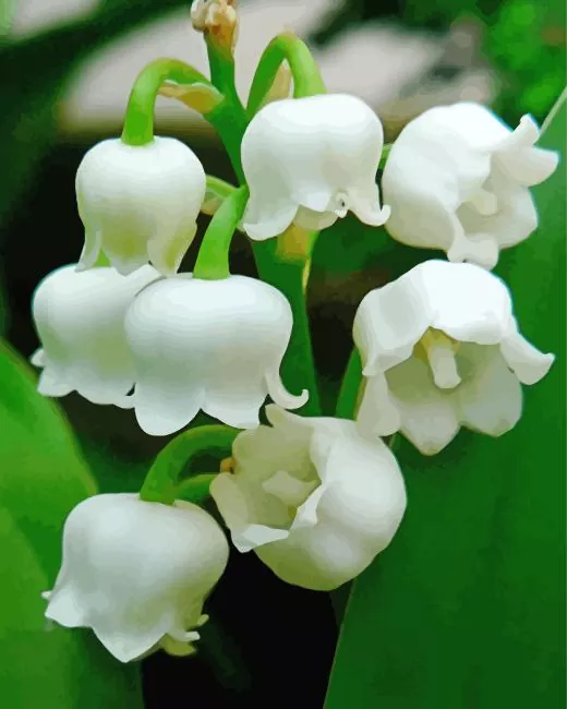 white lily of the valley Diamond Paintings White Lily Of The Valley Diamond Painting