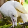 White Raven Bird Diamond Painting