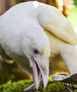 White Raven Bird Diamond Painting