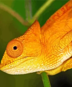 Yellow Chameleon Diamond Painting