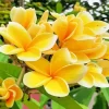 Yellow Frangipani Flowers Diamond Painting