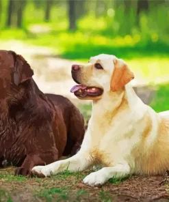 Chocolate And Yellow Lab Diamond Painting
