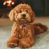 Cinnamon Poodle Diamond Painting