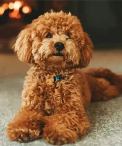 Cinnamon Poodle Diamond Painting
